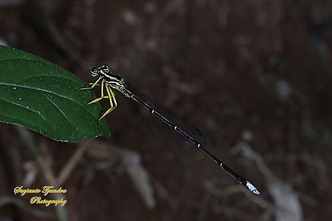 Yellow Bush Dart, Copera marginipes Sp, Platycnemididae - Male  Copera marginipes,Geotagged,Indonesia,Winter,Yellow bush dart