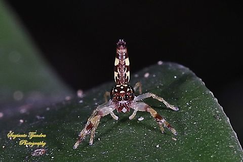 Tiny jumping Spider  Geotagged,Indonesia,Winter