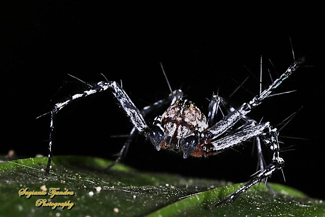 Asian Lynx Spider, Hamadruas signifera (Oxyopidae)  Geotagged,Hamadruas signifera,Indonesia,Winter