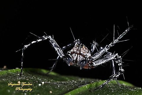 Asian Lynx Spider, Hamadruas signifera (Oxyopidae)  Geotagged,Hamadruas signifera,Indonesia,Winter