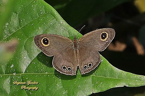 The Common Three Ring Buttefly, Ypthima pandocus corticaria  - upperside  Geotagged,Indonesia,Winter,Ypthima pandocus