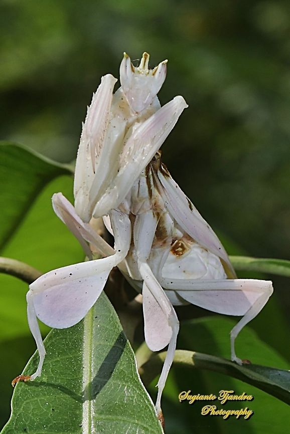 White flower / Orchid mantis, Hymenopus coronatus (Hymenopodidae)  Geotagged,Hymenopus coronatus,Indonesia,Malaysian Orchid Mantis,Winter