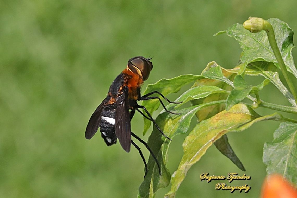 Ligyra bee fly (Ligyra tantalus), Bombyliidae  Geotagged,Indonesia,Ligyra tantalus,Winter
