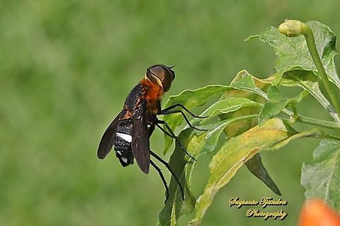 Ligyra bee fly (Ligyra tantalus), Bombyliidae  Geotagged,Indonesia,Ligyra tantalus,Winter