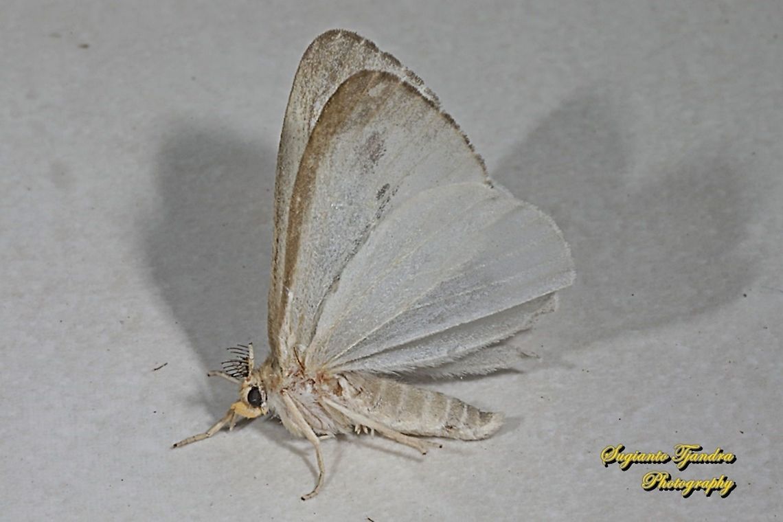Pantana moth, Pantana Adara, Pantana Sp., family Erebidae  Geotagged,Indonesia,Winter