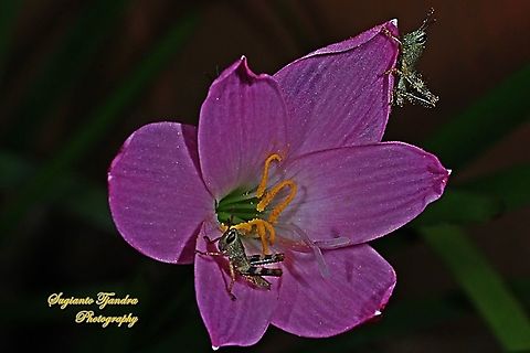 Locust Nymph, Acrididae on a Pink rain lily, Rosepink zephyr lily (Zephyranthes carinata)  Geotagged,Indonesia,Winter,Zephyranthes carinata,rosepink zephyr lily