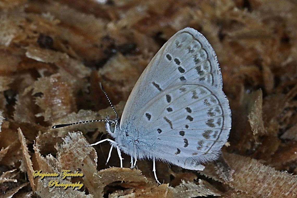 Lesser Grass Blue, Zizina otis annetta.  Geotagged,Indonesia,Lesser grass blue,Winter,Zizina otis