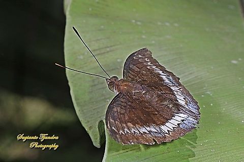 The powdered baron, Euthalia monina salia - upperside  Euthalia monina,Geotagged,Indonesia,Powdered Baron,Winter