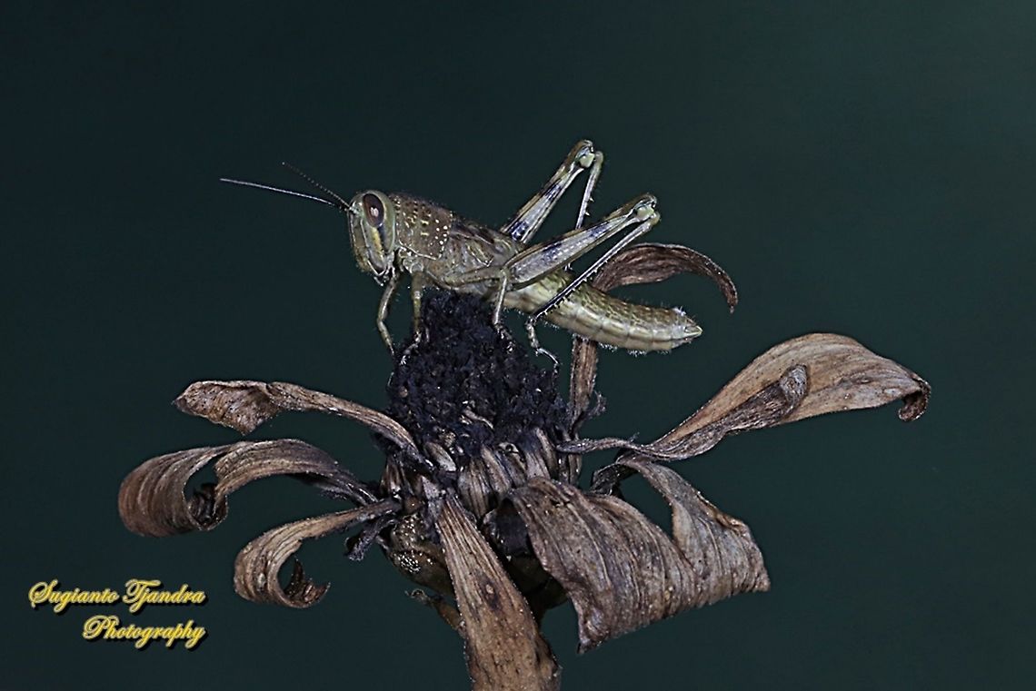 Brown Locust Nymph, Acrididae  Geotagged,Indonesia,Winter