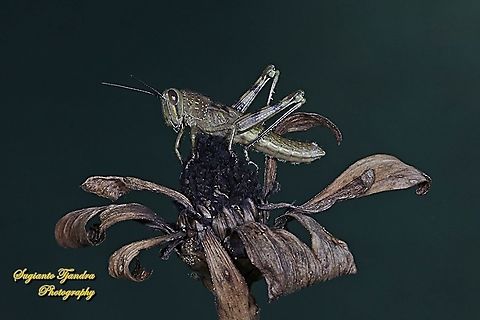 Brown Locust Nymph, Acrididae  Geotagged,Indonesia,Winter