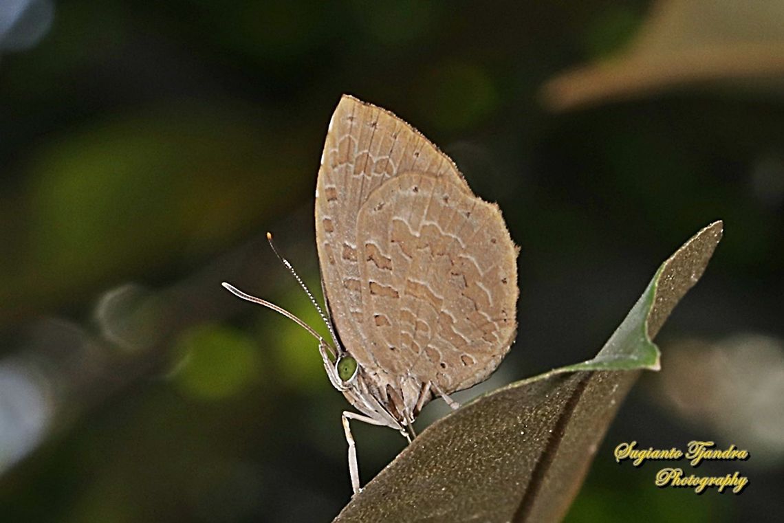 Miletus gopara, family Lycaenidae  Geotagged,Indonesia,Miletus gopara,Winter