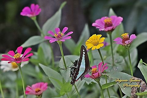 Common Bluebottle butterfly, Graphium sarpedon luctatius sucking nectar on a Zinnia flower, Zinnia haageana  Common Bluebottle,Geotagged,Graphium sarpedon,Indonesia,Winter