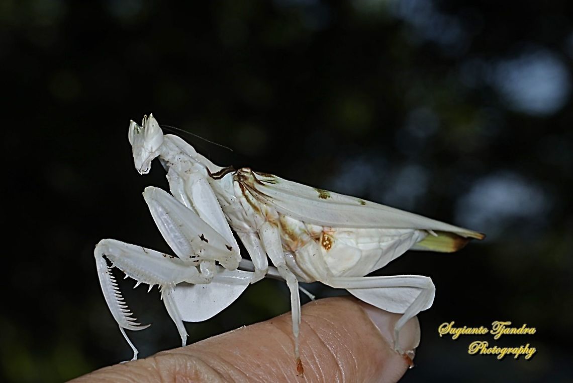 White flower / Orchid mantis, Hymenopus coronatus (Hymenopodidae)  Geotagged,Hymenopus coronatus,Indonesia,Malaysian Orchid Mantis,Winter
