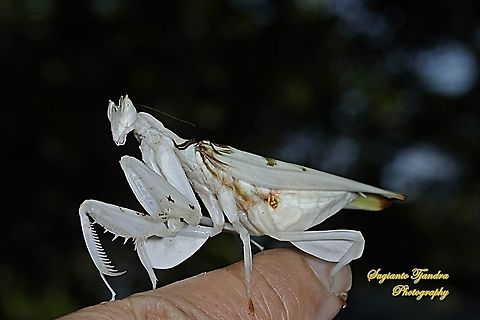 White flower / Orchid mantis, Hymenopus coronatus (Hymenopodidae)  Geotagged,Hymenopus coronatus,Indonesia,Malaysian Orchid Mantis,Winter