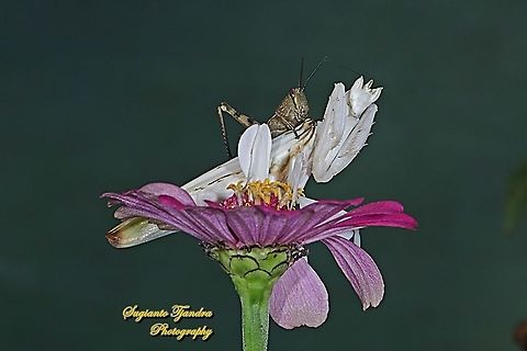 Brown Locust Nymph, Acrididae sitting on the back of  White Orchid mantis, Hymenopus coronatus (Hymenopodidae)  "Let's go flying to the moon, bro !!!" lol  Geotagged,Indonesia,Winter