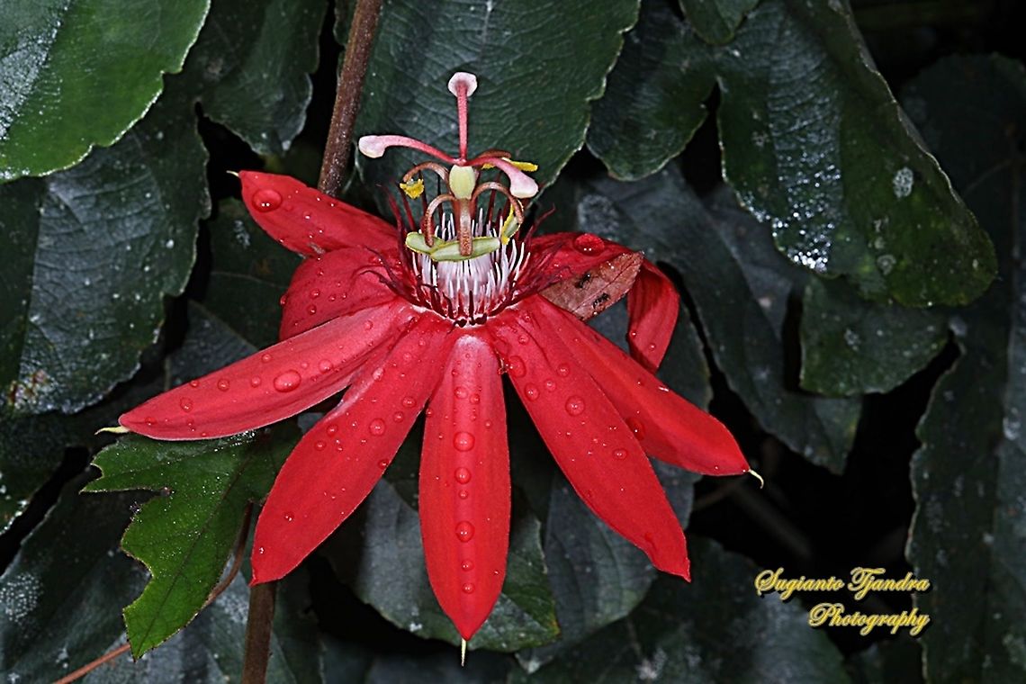 The Crimson Passion Flower, PassifloraVitifolia (Passifloraceae)  Crimson passion flower,Geotagged,Indonesia,Passiflora vitifolia,Winter