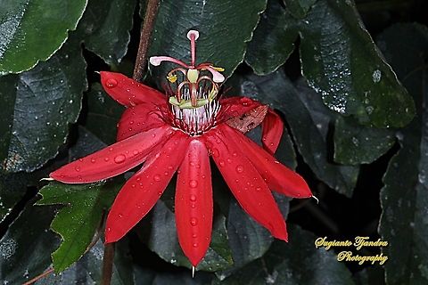 The Crimson Passion Flower, PassifloraVitifolia (Passifloraceae)  Crimson passion flower,Geotagged,Indonesia,Passiflora vitifolia,Winter