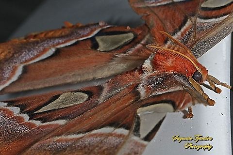 Atlas Moth, Attacus atlas  Atlas Moth,Attacus atlas,Geotagged,Indonesia,Winter