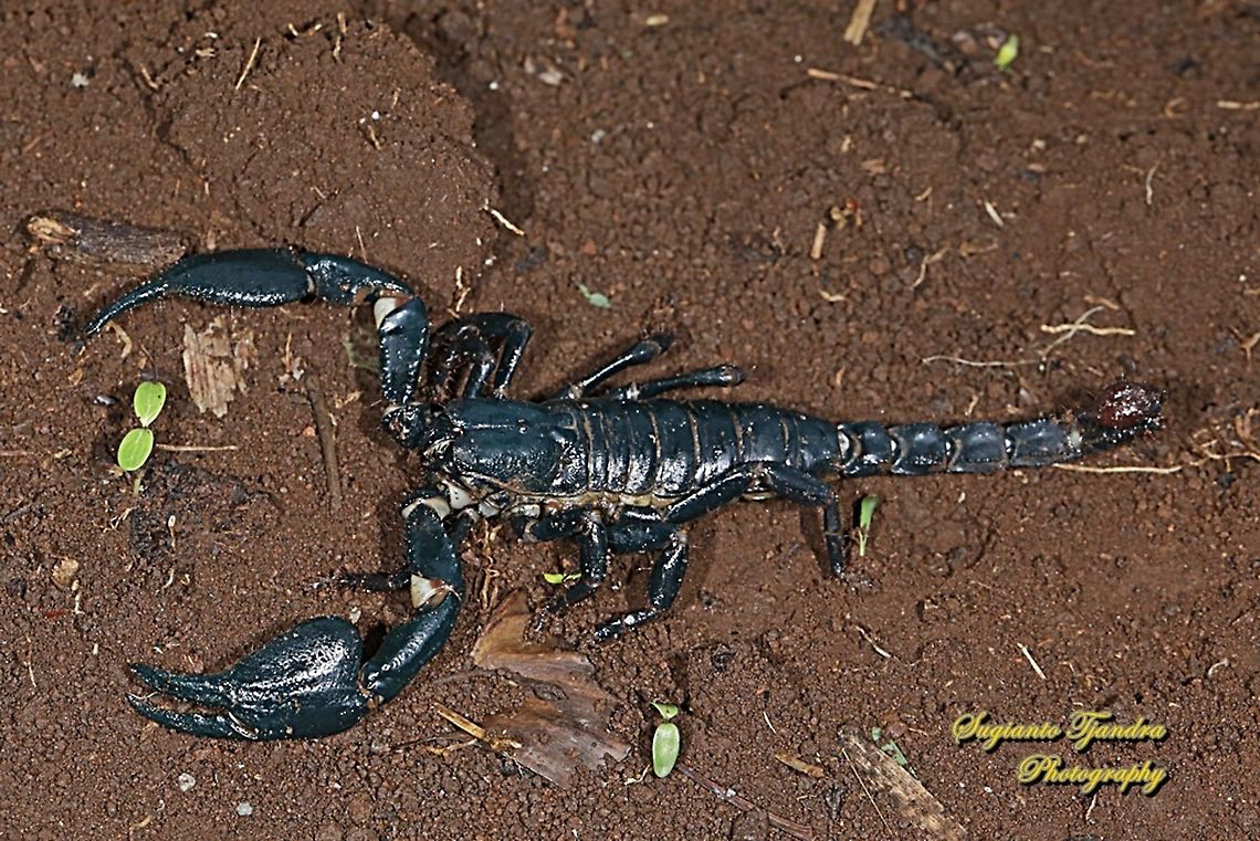 Asian blue forest scorpion, Heterometrus cyaneus  Geotagged,Heterometrus swammerdami,Indonesia,Winter