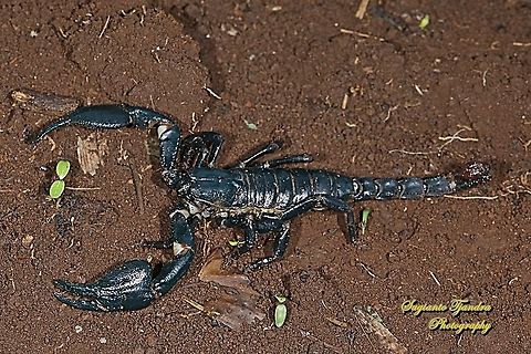 Asian blue forest scorpion, Heterometrus cyaneus  Geotagged,Heterometrus swammerdami,Indonesia,Winter