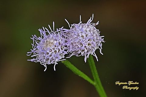Goatweed flower, Ageratum conyzoides subsp. conyzoides  Ageratum conyzoides,Billygoat-weed,Geotagged,Indonesia,Spring