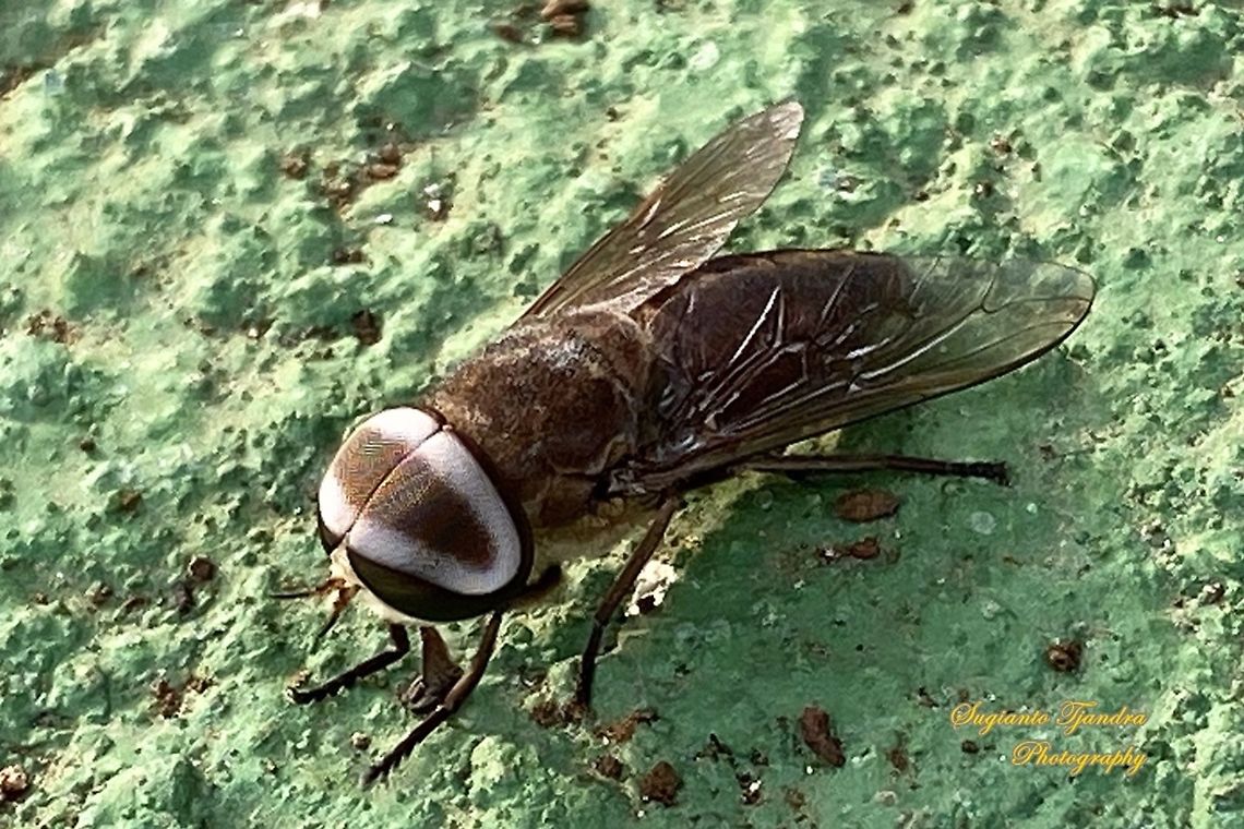 Horse fly, Tabanus partitus, Tabanidae  Geotagged,Indonesia,Spring,Tabanus partitus