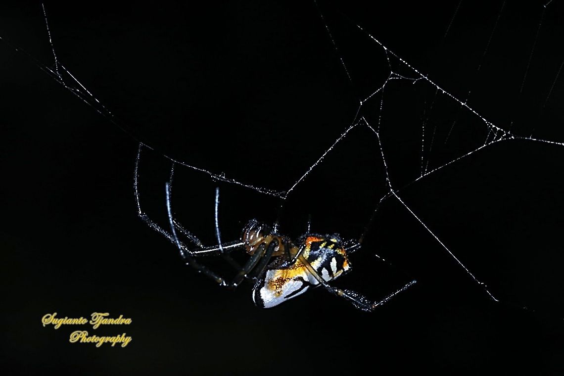 The pear-shaped leucauge Spider, Opadometa fastigata, family Tetragnathidae  Geotagged,Indonesia,Opadometa fastigata,Pear-shaped Leucauge,Winter