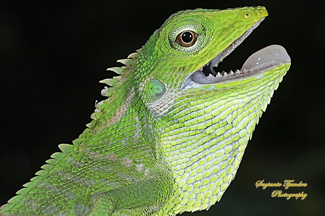 Bunglon/Green Crested Lizard, Agamidae  Bronchocela cristatella,Geotagged,Green Crested Lizard,Indonesia,Spring