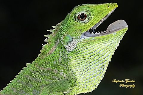 Bunglon/Green Crested Lizard, Agamidae  Bronchocela cristatella,Geotagged,Green Crested Lizard,Indonesia,Spring