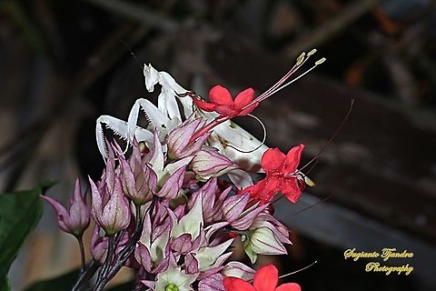 White Orchid mantis, Hymenopus coronatus (Hymenopodidae) on the "Nona makan sirih" flowers, The Pink Bleeding Heart Vine, Clerodendrum speciosum  Geotagged,Hymenopus coronatus,Indonesia,Malaysian Orchid Mantis,Winter