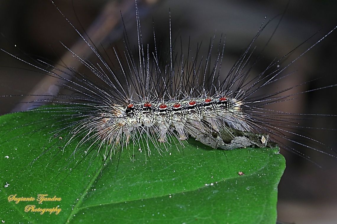 Hairy Caterpillar  Geotagged,Indonesia,Winter