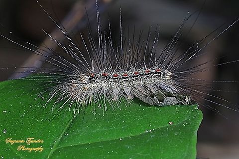 Hairy Caterpillar  Geotagged,Indonesia,Winter