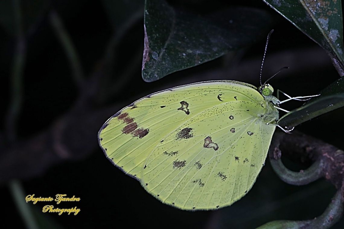 Three-spot grass yellow, Eurema blanda blanda  Eurema blanda,Geotagged,Indonesia,Three-spot grass yellow,Winter