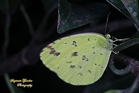 Three-spot grass yellow, Eurema blanda blanda  Eurema blanda,Geotagged,Indonesia,Three-spot grass yellow,Winter
