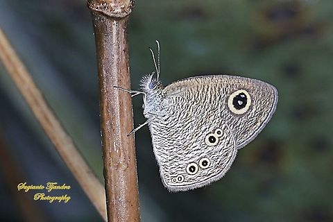 The baby Five-ring, Ypthima philomela philomela  Baby fivering,Geotagged,Indonesia,Winter,Ypthima philomela
