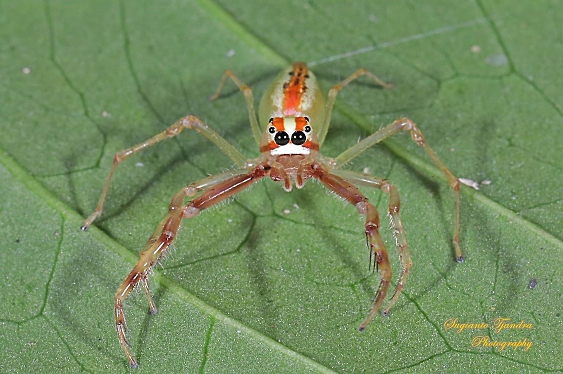Jumping Spider  Geotagged,Indonesia,Viciria praemandibularis,Winter