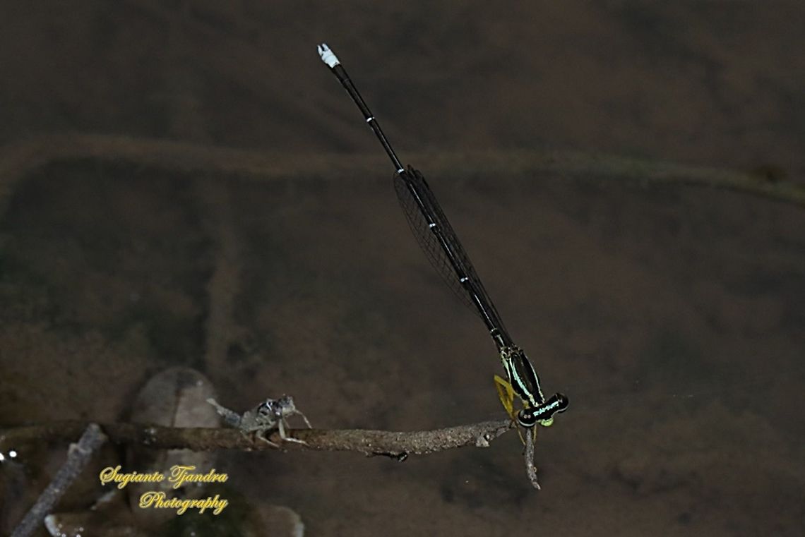 Yellow Bush Dart, Copera marginipes Sp, Platycnemididae - Male  Copera marginipes,Geotagged,Indonesia,Winter,Yellow bush dart