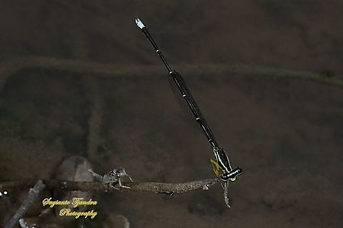 Yellow Bush Dart, Copera marginipes Sp, Platycnemididae - Male  Copera marginipes,Geotagged,Indonesia,Winter,Yellow bush dart