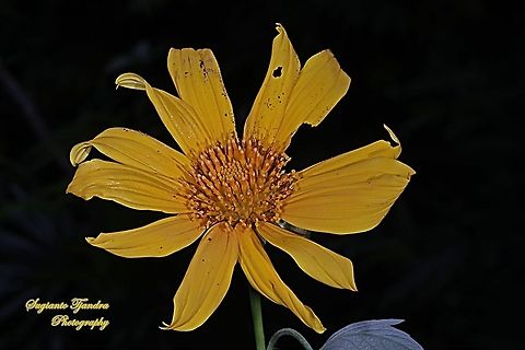 Bunga Kipahit, tree marigold flower, Tithonia diversifolia  Geotagged,Indonesia,Tithonia diversifolia,Winter