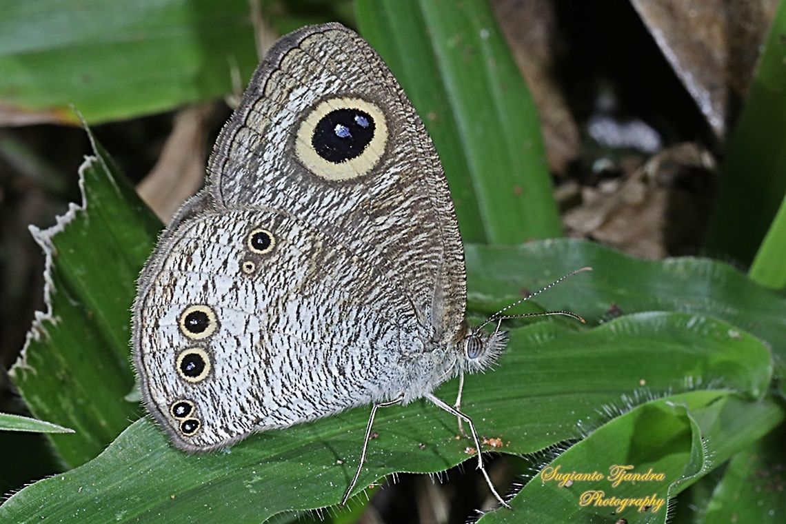 The Horsfield's Six-ring, Ypthima horsfieldii horsfieldii.  Geotagged,Indonesia,Malayan Five-Ring,Winter,Ypthima horsfieldii