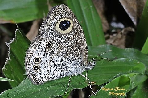 The Horsfield's Six-ring, Ypthima horsfieldii horsfieldii.  Geotagged,Indonesia,Malayan Five-Ring,Winter,Ypthima horsfieldii