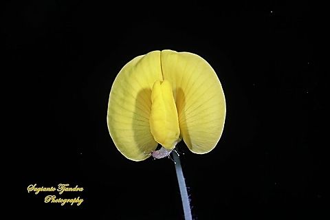 Arachis pintoi flower  Arachis pintoi,Geotagged,Indonesia,Pinto Peanut,Winter