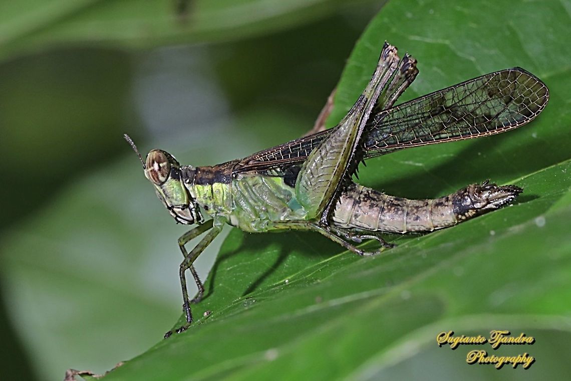 Monkey Grasshopper, Erucius Sp.  Geotagged,Indonesia,Winter