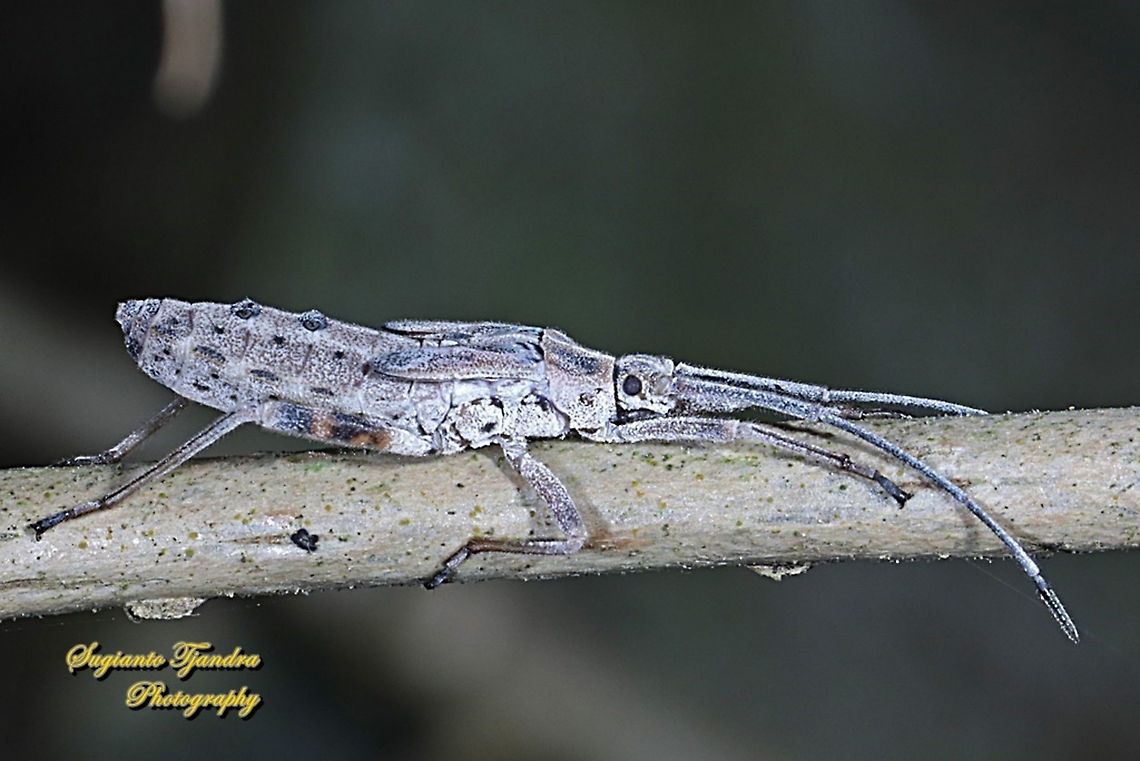 Leaf-footed bug (Family Coreidae)  Geotagged,Indonesia,Winter