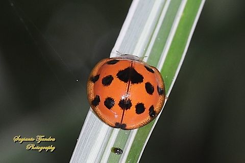 Lady Beetle, Synonycha grandis, Coccinellidae  Geotagged,Indonesia,Synonycha grandis,Winter