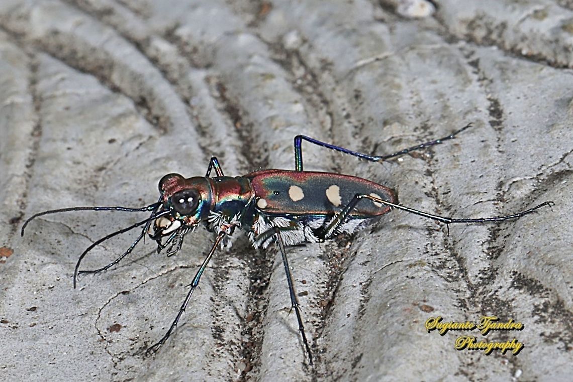 Tiger Beetle, Cicindela aurulenta flavomaculata, family Carabidae  Cicindela aurulenta,Geotagged,Golden-spotted tiger beetle,Indonesia,Spring
