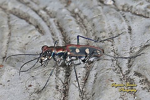 Tiger Beetle, Cicindela aurulenta flavomaculata, family Carabidae  Cicindela aurulenta,Geotagged,Golden-spotted tiger beetle,Indonesia,Spring