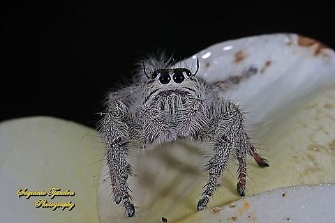 Hyllus jumping spider, Salticidae  Geotagged,Indonesia,Spring