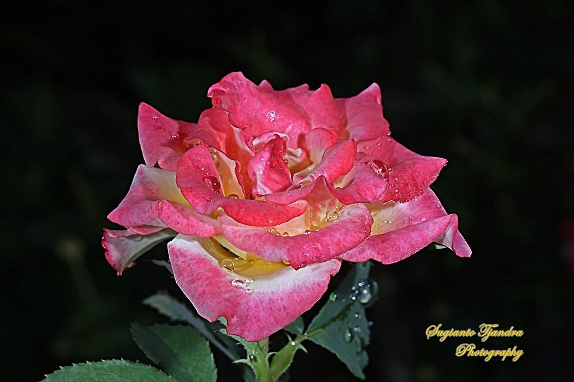 Bicolor Rose  Geotagged,Indonesia,Spring