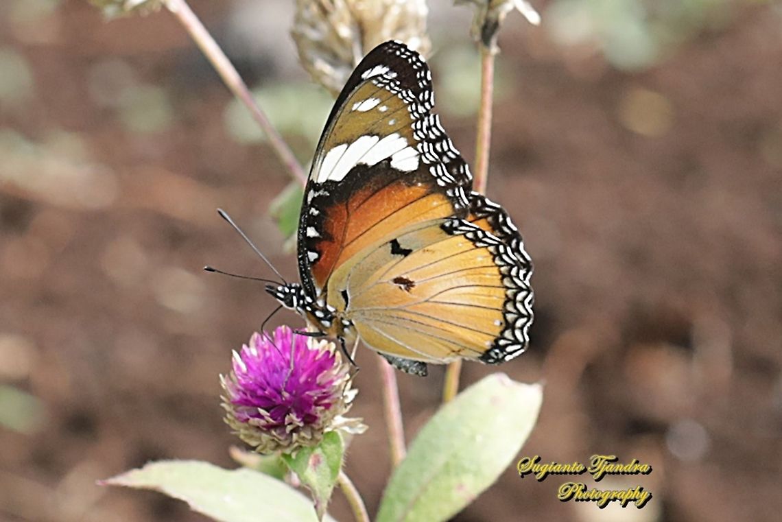 Danaid Eggfly, Hypolimnas misippus, female - lowerside  Danaid eggfly,Geotagged,Hypolimnas misippus,Indonesia,Spring